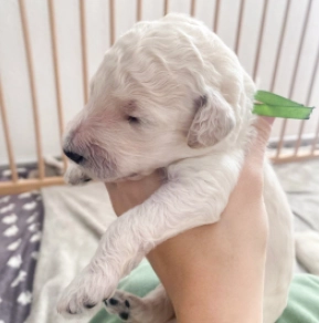 Labradoodle puppy for sale