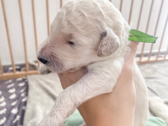 Labradoodle puppy for sale