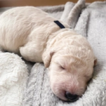 Milo, cream Labradoodle for sale