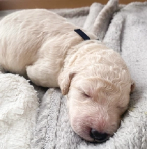 Labradoodle puppy for sale