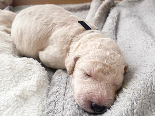 Labradoodle puppy for sale