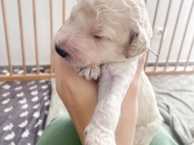 Labradoodle puppy for sale