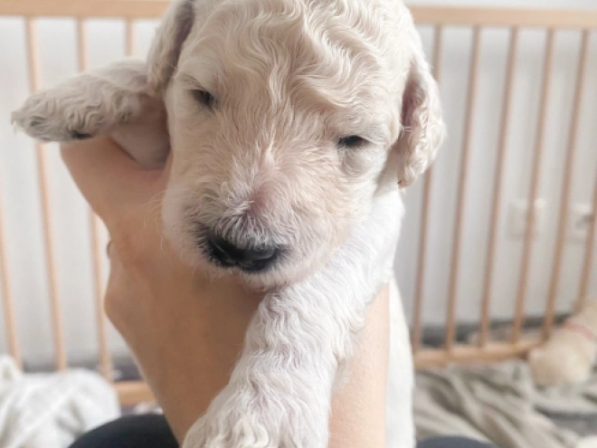 Labradoodle puppy for sale