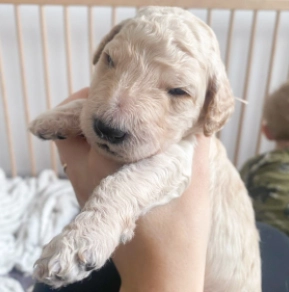 Labradoodle puppy for sale