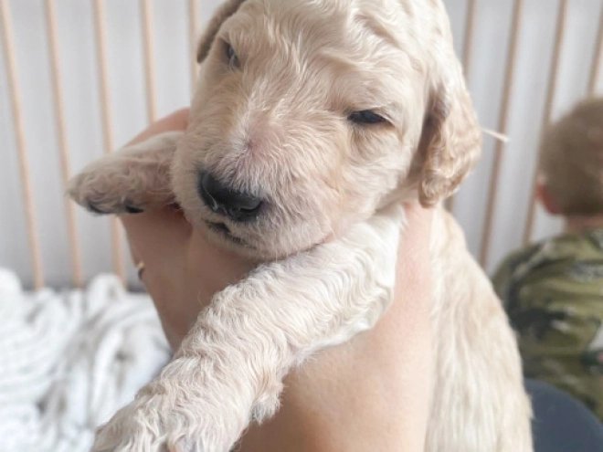 Labradoodle puppy for sale