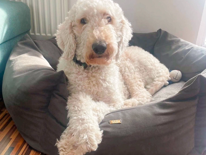 Labradoodle puppy for sale