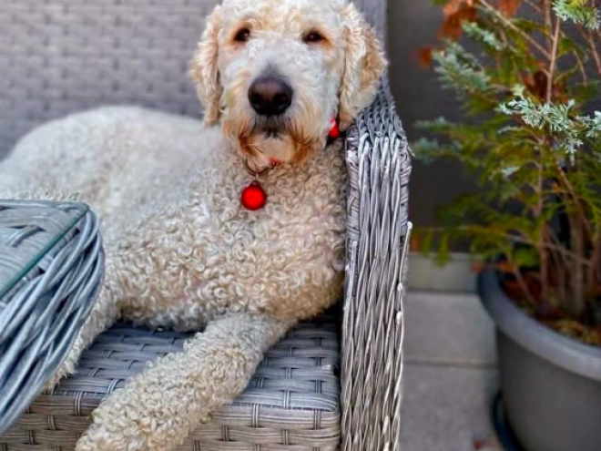 Labradoodle puppy for sale