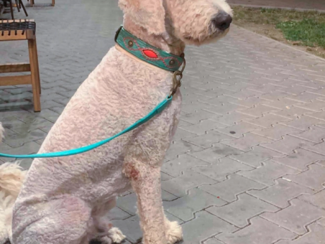 Labradoodle puppy for sale