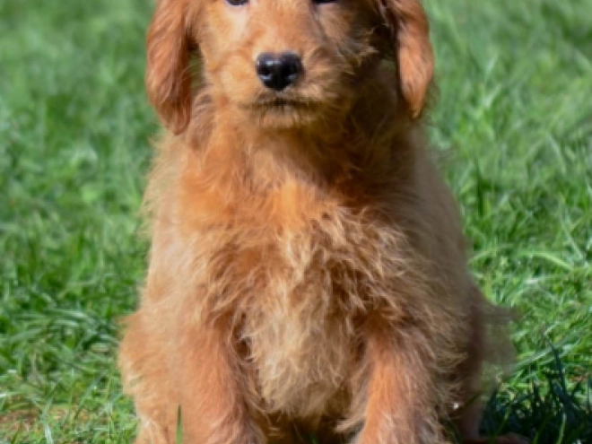 Labradoodle puppy for sale