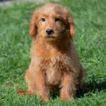 Labradoodle Welpe zu verkaufen