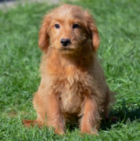 Labradoodle puppy for sale
