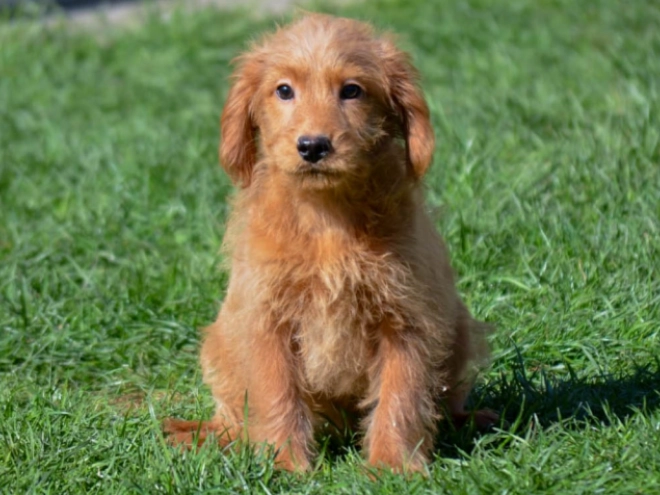Labradoodle puppy for sale