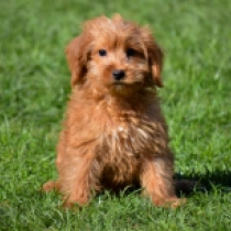 Labradoodle Welpe zu verkaufen