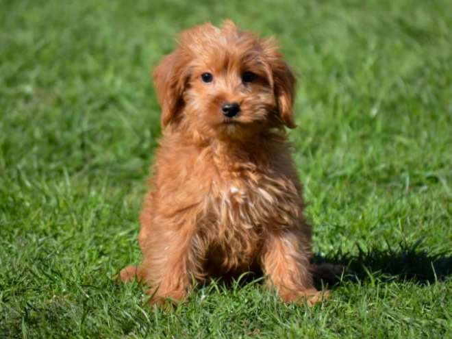 Labradoodle puppy for sale