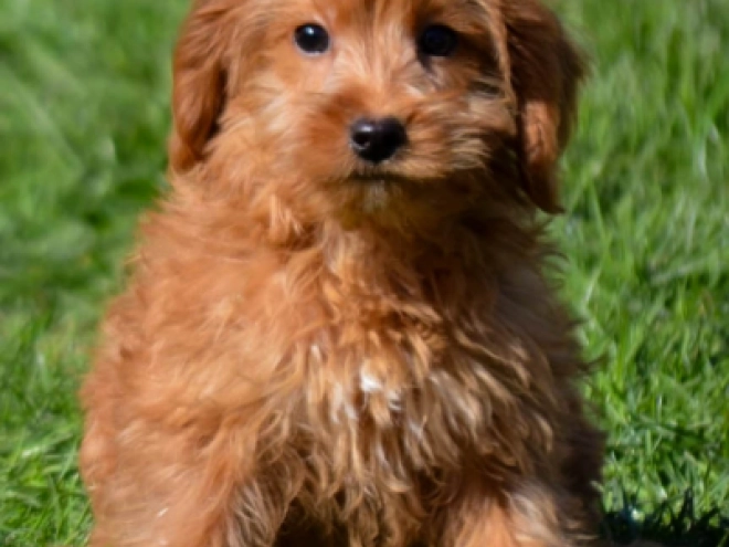 Labradoodle puppy for sale