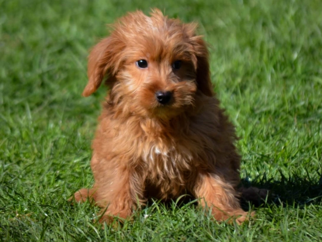 Labradoodle puppy for sale