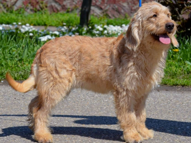 Labradoodle puppy for sale