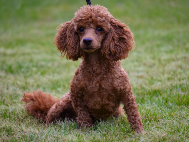 Labradoodle puppy for sale