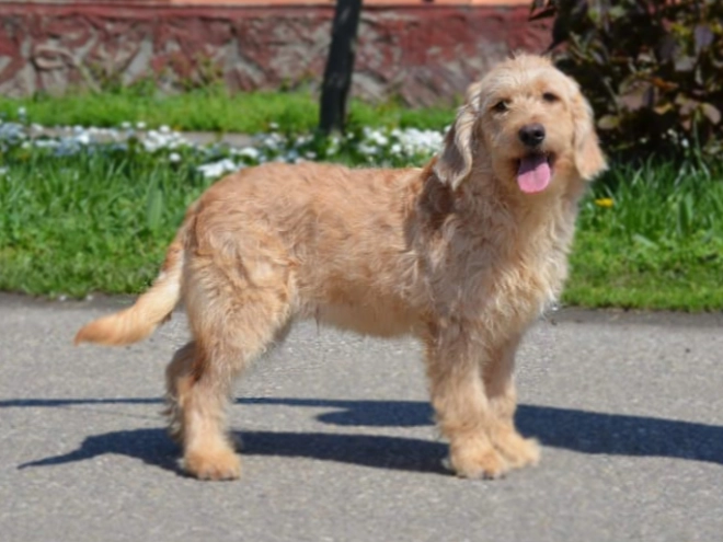 Labradoodle puppy for sale
