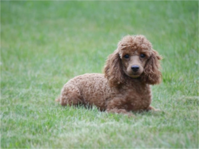 Labradoodle puppy for sale