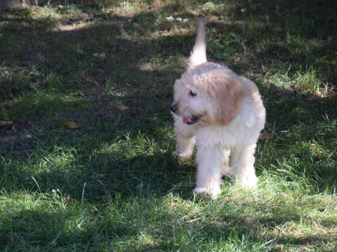Labradoodle puppy for sale