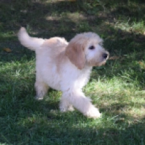 Suzie – goldendoodle, golden Labradoodle en venta