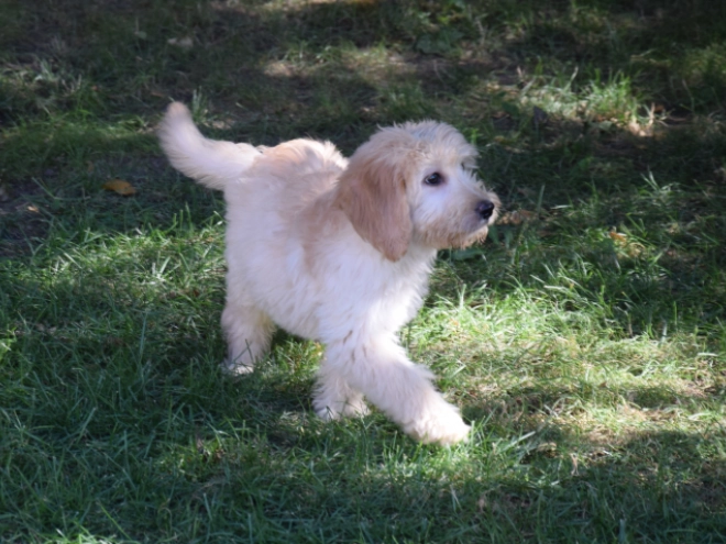 Labradoodle puppy for sale