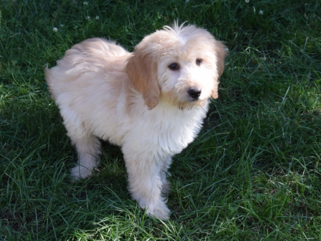 Labradoodle puppy for sale