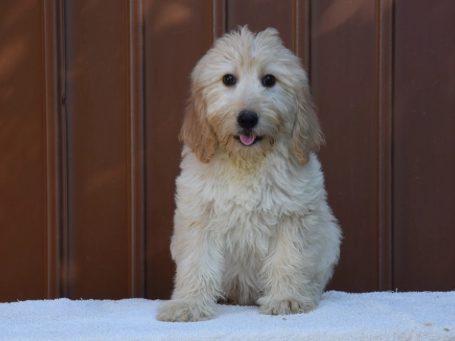 Labradoodle puppy for sale