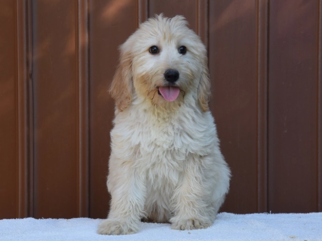 Labradoodle puppy for sale