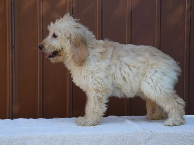 Labradoodle puppy for sale