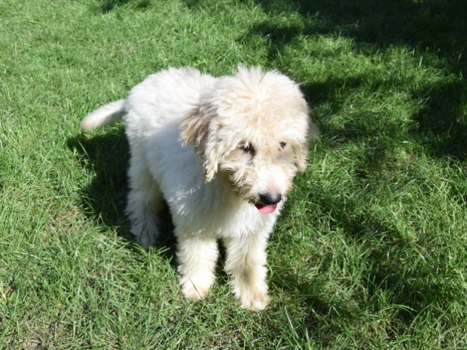 Labradoodle puppy for sale