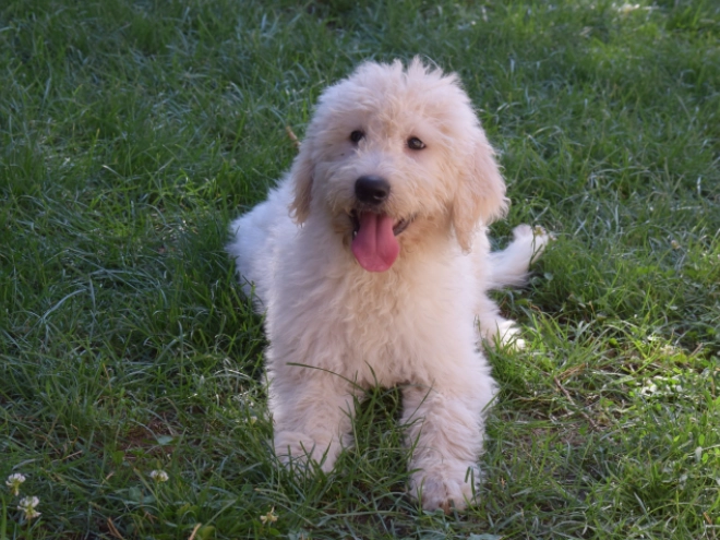Labradoodle puppy for sale