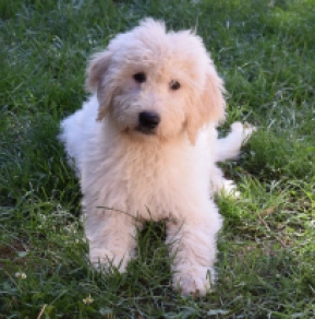 Labradoodle puppy for sale