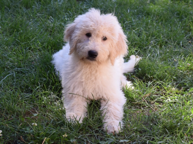 Labradoodle puppy for sale