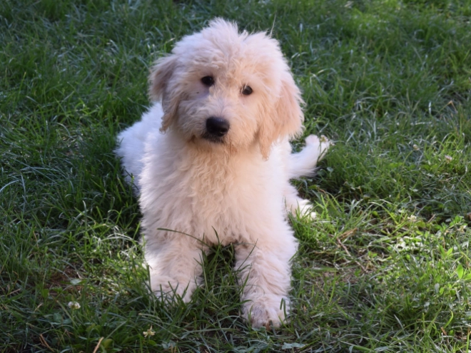 Labradoodle puppy for sale