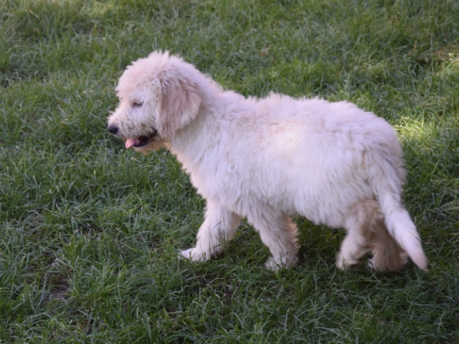 Labradoodle puppy for sale