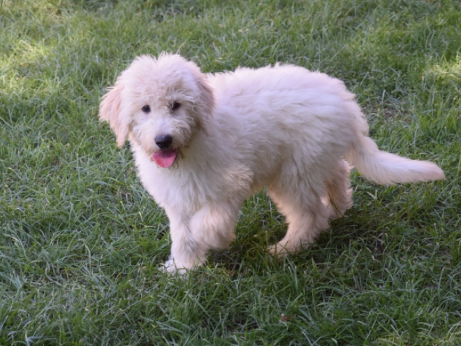 Labradoodle puppy for sale