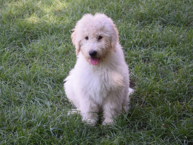 Labradoodle puppy for sale