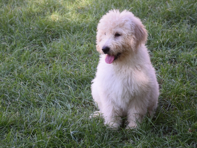 Labradoodle puppy for sale