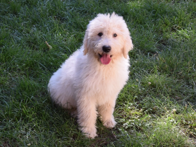 Labradoodle puppy for sale