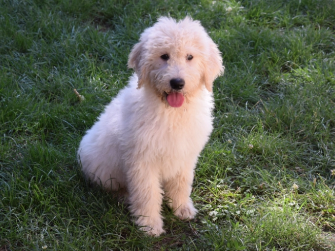 Labradoodle puppy for sale