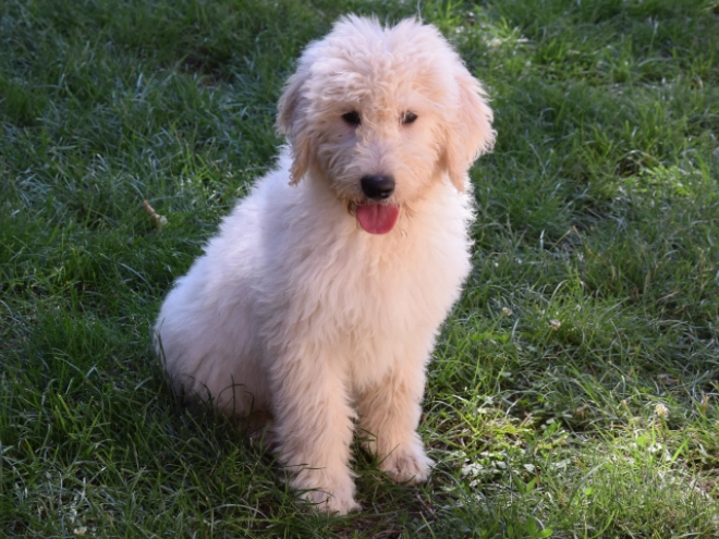 Labradoodle puppy for sale