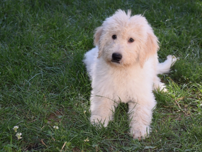 Labradoodle puppy for sale