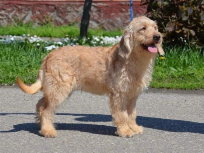 Labradoodle puppy for sale