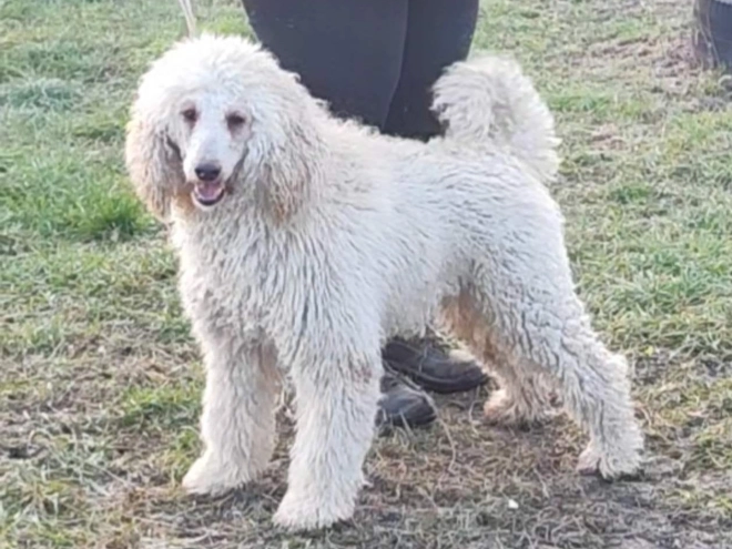 Labradoodle puppy for sale