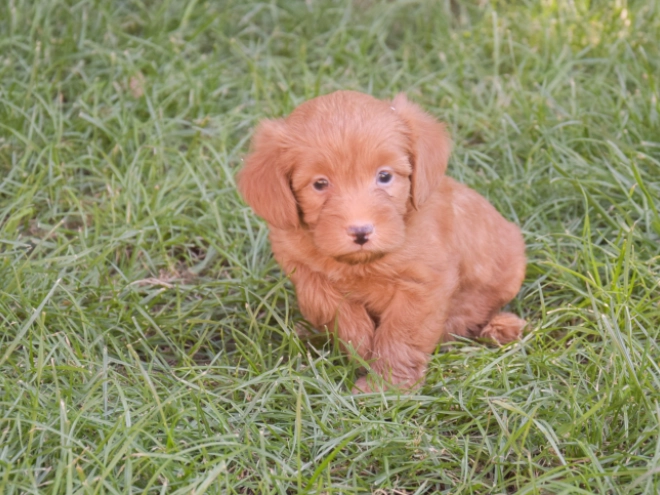 Labradoodle puppy for sale