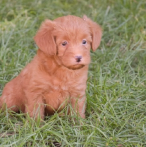 Labradoodle puppy for sale
