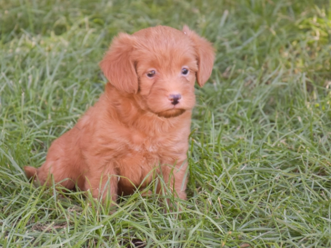 Labradoodle puppy for sale