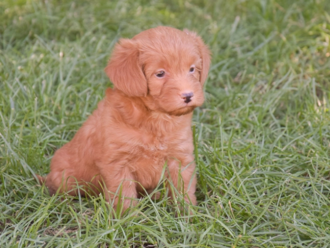 Labradoodle puppy for sale